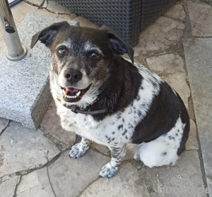 Hündin sucht neues Zuhause 