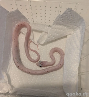 Patherophis guttatus - Kornatter Palmetto NZ 24 1.0 