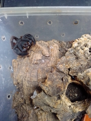 Iurus dufoureius Skorpion 