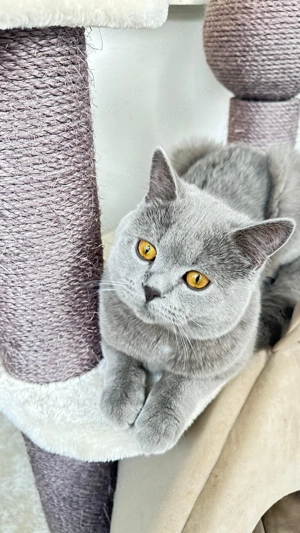 Deckkater BKH mit Papieren - 150   - Verwöhnprogramm inklusive