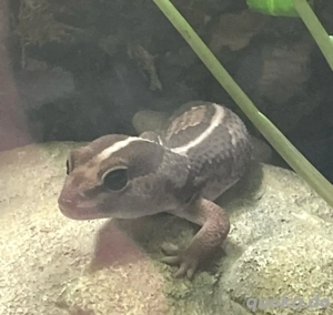 AFT Gecko striped morph an gute Hände abzugeben