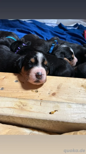 Großer Schweizer Sennenhund