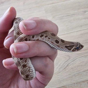 Conda het. Snow (M, 06.24), Hakennasennatter, Hognose