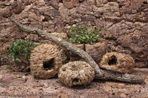 Junge Chinesische Streifenhamster Bild 5