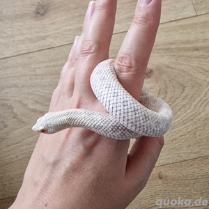 Snow (M, 06.24), Hakennasennatter, Hognose