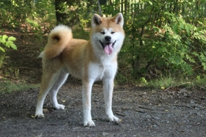 Akita FCi ahnentafel father import Japan 