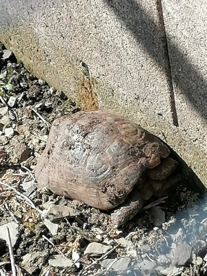 Maurische Landschildkröte zu verkaufen  Bild 2