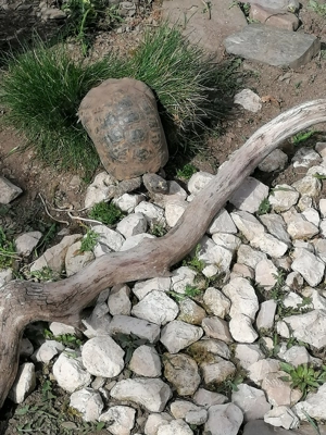 Maurische Landschildkröte zu verkaufen  Bild 3