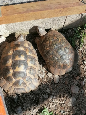 Maurische Landschildkröte zu verkaufen  Bild 4