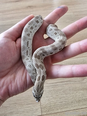 Axanthic Conda het. Snow (W, 06.24), Hakennasennatter, Hognose Bild 4