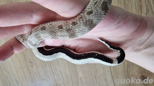 Axanthic Conda het. Snow (W, 06.24), Hakennasennatter, Hognose Bild 2