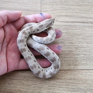 Axanthic Conda het. Snow (W, 06.24), Hakennasennatter, Hognose