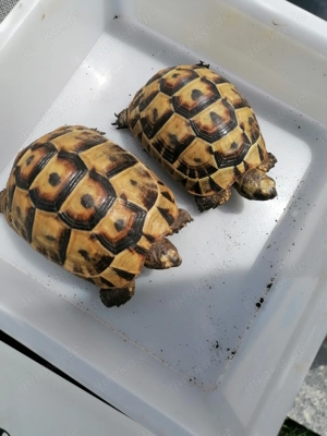 Maurische Landschildkröte zu verkaufen 