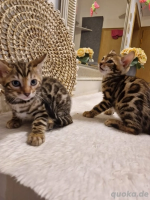 bengal kitten baby bengal katzen  Bild 3
