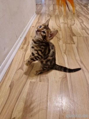 bengal kitten baby bengal katzen  Bild 2