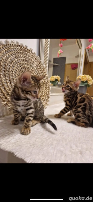 bengal kitten baby bengal katzen  Bild 5