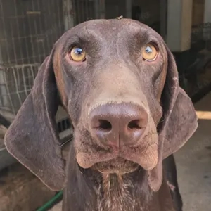 Bowie, geb. ca. 06 2023, lebt in GRIECHENLAND, im städt. Tierheim Serres 