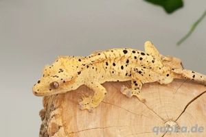 C. ciliatus (Kronengecko) Super Dalmatiner