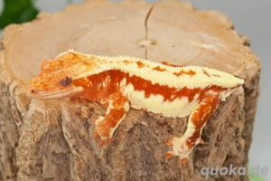 C. ciliatus (Kronengecko) Lillywhite