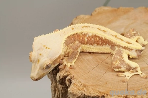C. ciliatus (Kronengecko) Lillywhite Bild 3