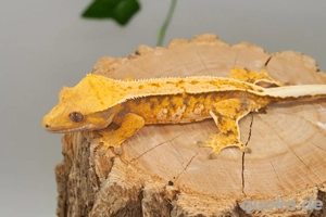 C. ciliatus (Kronengecko) Extreme Harlequin