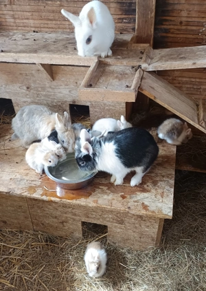 junge Zwergkaninchen kleine Kaninchen Löwenköpfchen Farbzwerge 14 Wochen alt geimpft Bild 3