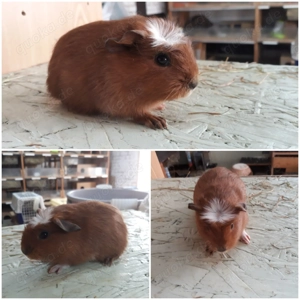 Am.Crested und E.Crested zur Abgabe  Bild 4