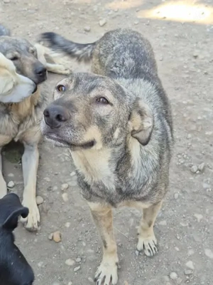 Traumrüde 080942 sucht sein eigenes Zuhause