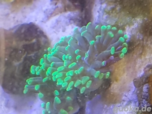 euphyllia neongeün ultra korallen meerwasseraquarium