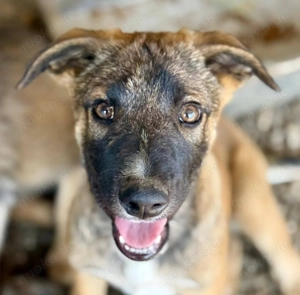 Wer schippert mit Bootsmann durch die Welt?