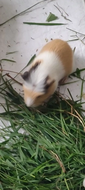 Meerschweinchen Weibchen 