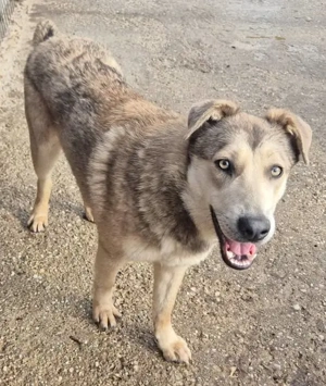 Rüde 107418 stellt sich vor