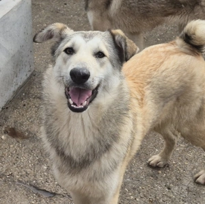 Rüde 107404 stellt sich vor