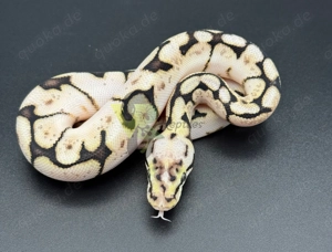 wunderschöner Python Regius zum Verkauf