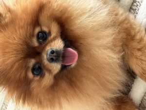 Pomeranian Hündin sucht ruhiges zu Hause mit Herz