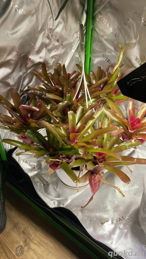 schöne große pflanze