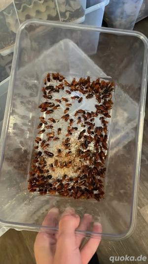 günstige schokoschaben