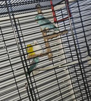 Sperlingspapagei zu verkaufen