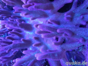 Sinularia mollis Pilzlederkoralle Meerwasser Aquarium 