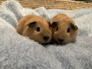 Meerschweinchen herzige California-Geschwisterchen in liebe Hände abzugeben