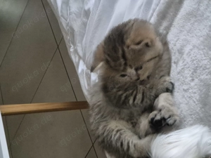 British Kurzhaar kitten
