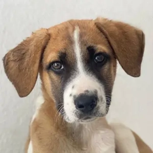 Juno, geb. 03 2025, lebt in GRIECHENLAND, im städt. Tierheim Serres