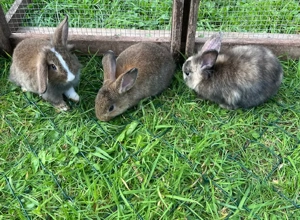 Zwergkaninchen Männchen, Widder-Mix, Löwenköpfchen-Mix
