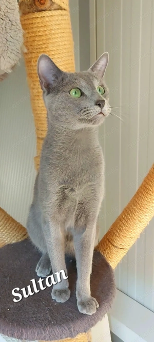 Russisch Blau Deckkater mit Stammbaum