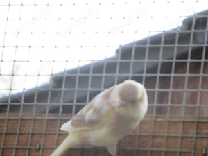 Junge Kanarienvögel