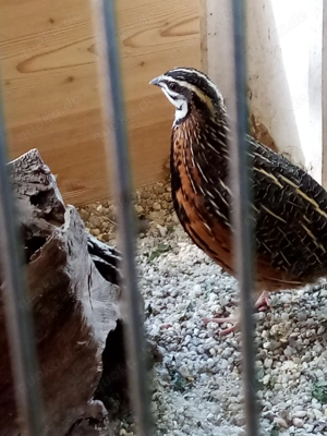 Harlekin Wachteln  Bild 1