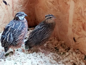 Harlekin Wachteln  Bild 2