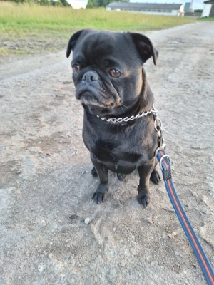 Biete meinen Mops als Deckrüden ;)