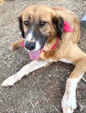 GABY sucht Familienanschluß Bild 6