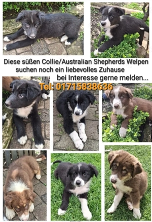 Hundewelpen Australien Shepherd Collie 